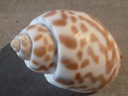 BUCCINIDAE BABYLONIA VALENTIANA