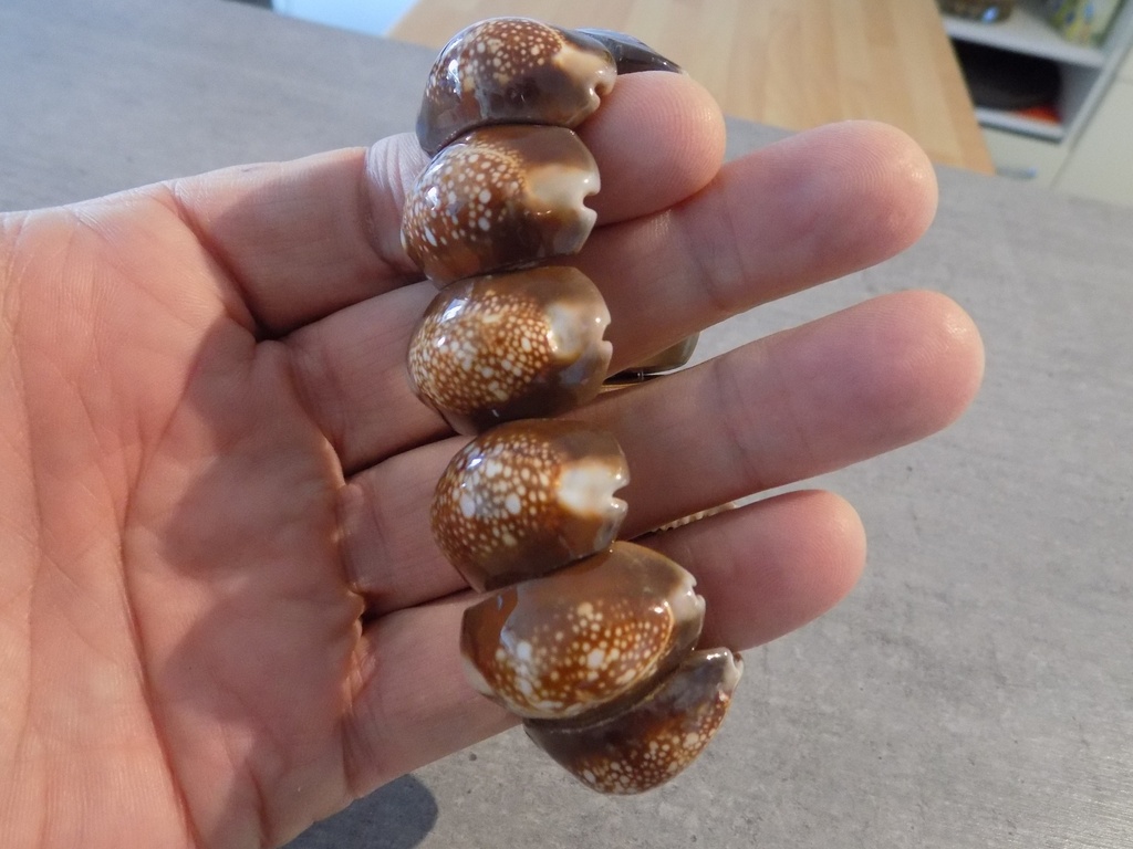 Artisanat - Bracelet coquilles Cypraea brut