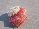 ANGARIIDAE ANGARIA RUGOSA