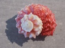 ANGARIIDAE ANGARIA RUGOSA