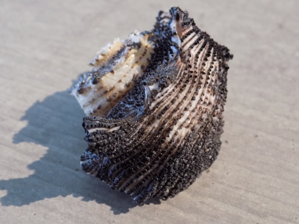 ANGARIIDAE ANGARIA DELPHINUS f.incisa