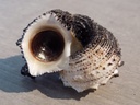 ANGARIIDAE ANGARIA DELPHINUS f.incisa