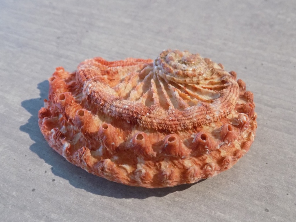 HALIOTIDAE HALIOTIS SCALARIS