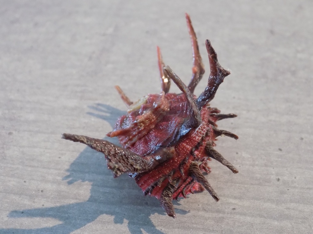 ANGARIIDAE ANGARIA SPHAERULA