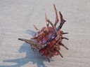 ANGARIIDAE ANGARIA SPHAERULA
