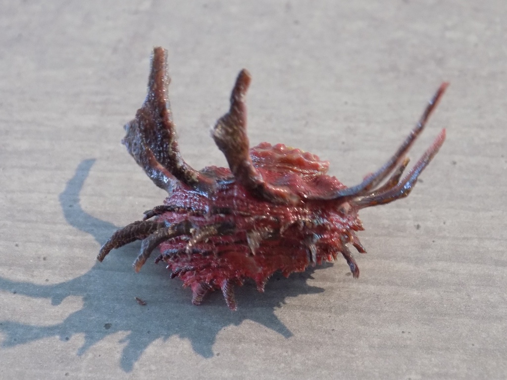 ANGARIIDAE ANGARIA SPHAERULA