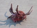 ANGARIIDAE ANGARIA SPHAERULA