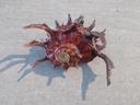 ANGARIIDAE ANGARIA SPHAERULA