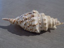 STROMBIDAE OPHIGLOSSOLAMBIS VIOLACAE