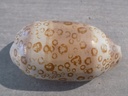 CYPRAEA ARESTORIDES ARGUS CONTRASTRIATA