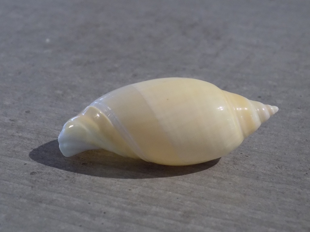 OLIVIDAE ANCILLISTA CINGULATA