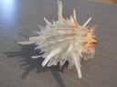 SPONDYLIDAE SPONDYLUS LEUCACANTHUS