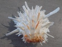 SPONDYLIDAE SPONDYLUS LEUCACANTHUS