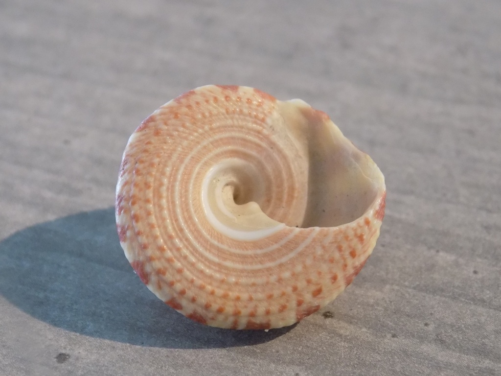 TROCHIDAE TROCHUS RADIATUS