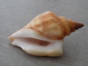 STROMBIDAE DOLOMENA LABIOSA