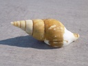 BUCCINIDAE COLUS GRACILIS
