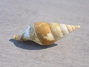 BUCCINIDAE COLUS GRACILIS