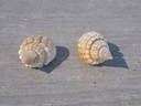 NASSARIIDAE NASSARIUS ALBESCENS lot 2u