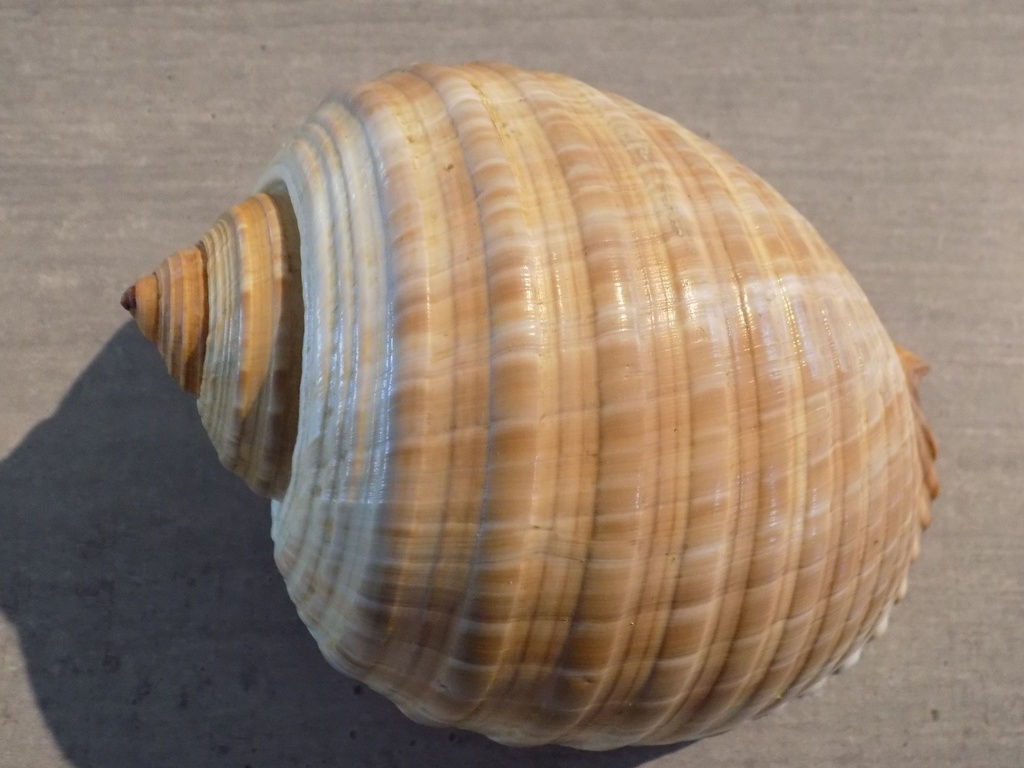 TONNIDAE TONNA GALEA