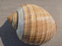 TONNIDAE TONNA GALEA
