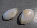 TELLINIDAE PERONAEA PLANATA lot 2u
