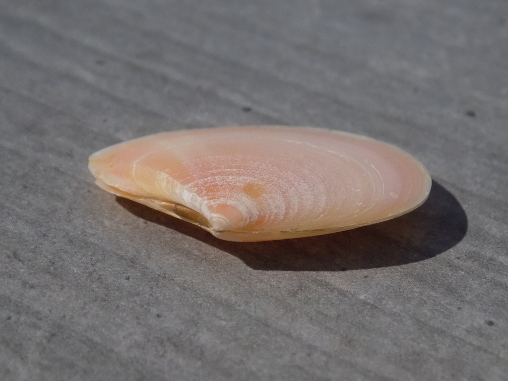 TELLINIDAE TELLINA PULCHELLA