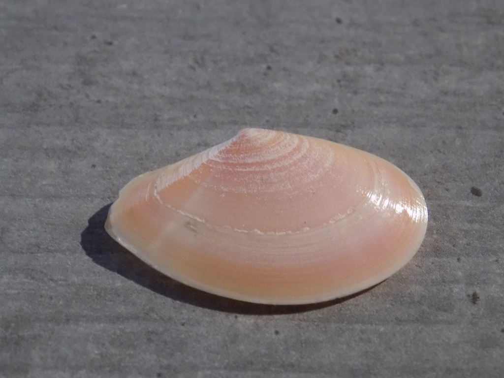 TELLINIDAE TELLINA PULCHELLA