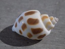 BABYLONIIDAE BABYLONIA SPIRATA
