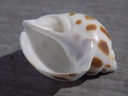BABYLONIIDAE BABYLONIA SPIRATA