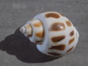 BABYLONIIDAE BABYLONIA SPIRATA