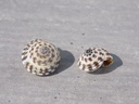 ARCHITECTONICIDAE HELIACUS AREOLA AREOLA lot 2u