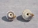 ARCHITECTONICIDAE HELIACUS AREOLA AREOLA lot 2u
