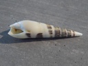 TEREBRIDAE HASTULA HECTINA