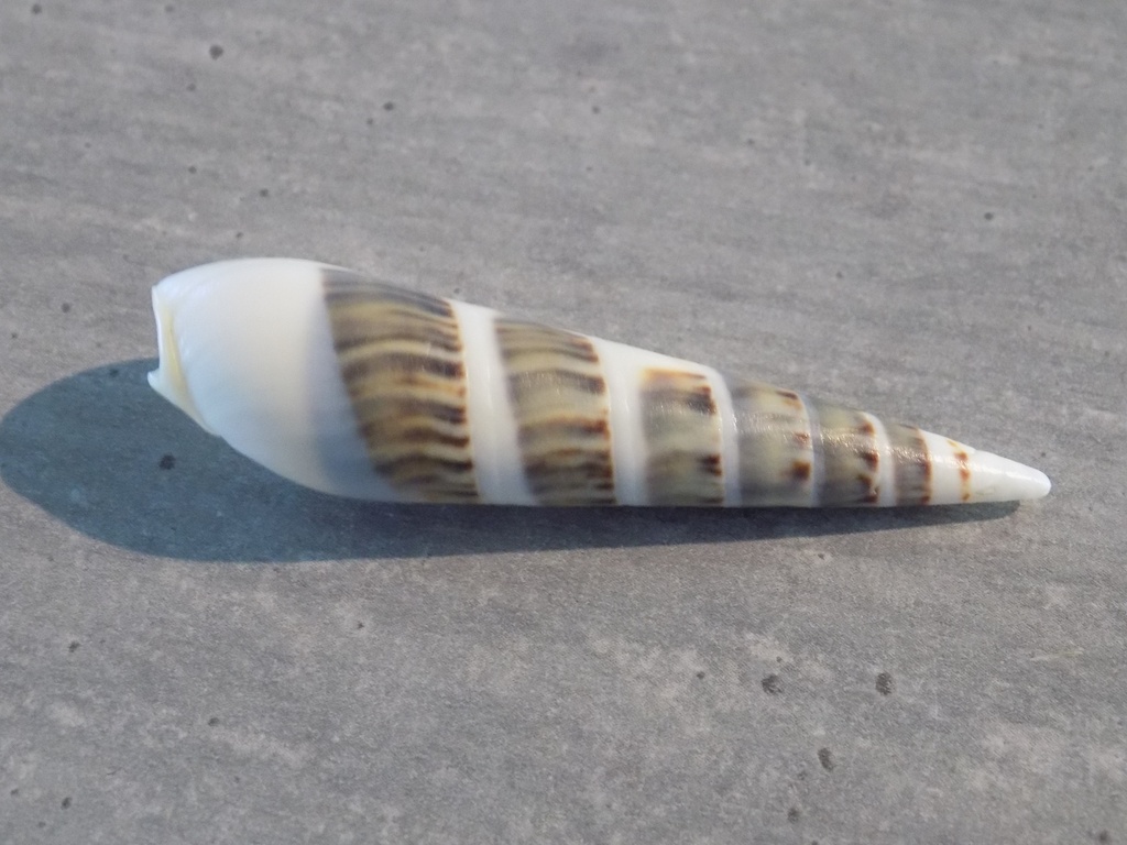 TEREBRIDAE HASTULA HECTINA