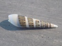 TEREBRIDAE HASTULA HECTINA