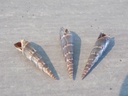 TEREBRIDAE HASTULA STYLATA lot 3u