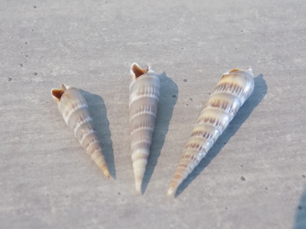 TEREBRIDAE HASTULA CINEREA lot 3u