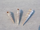 TEREBRIDAE HASTULA CINEREA lot 3u