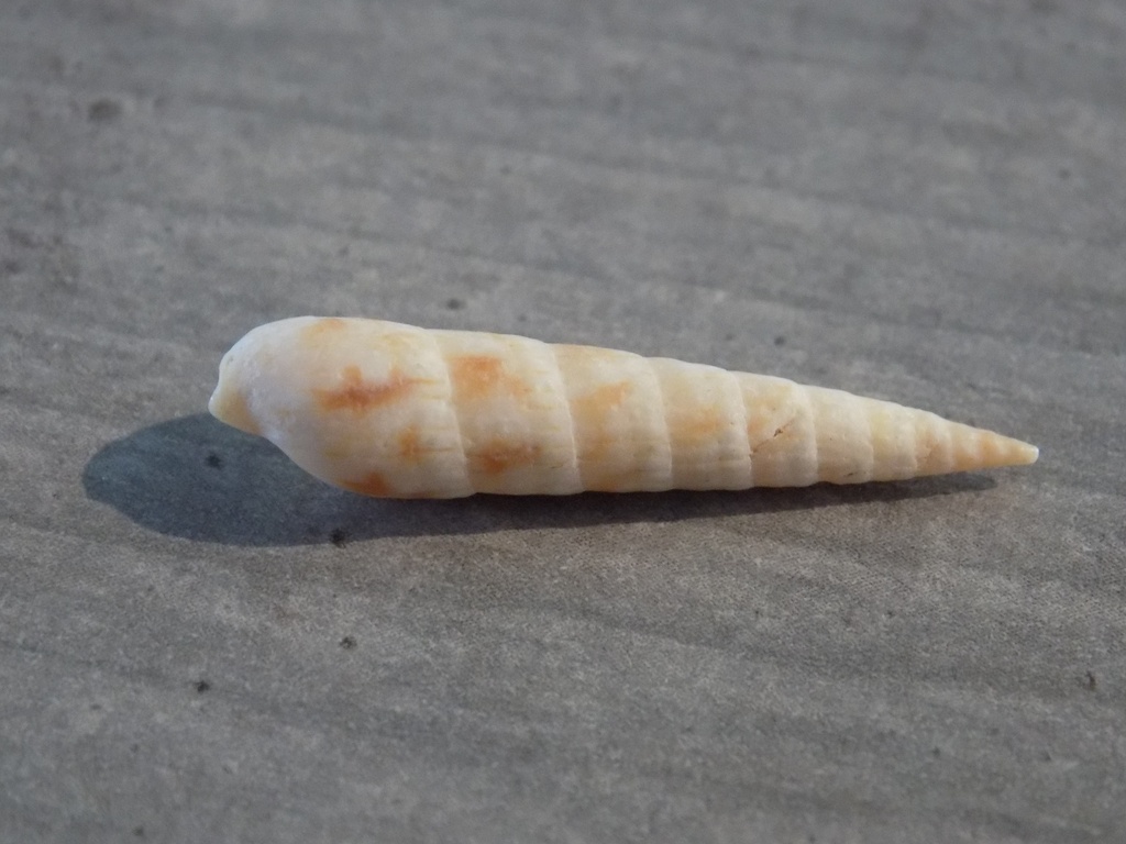 TEREBRIDAE HASTULA LEPIDA
