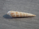 TEREBRIDAE HASTULA LEPIDA
