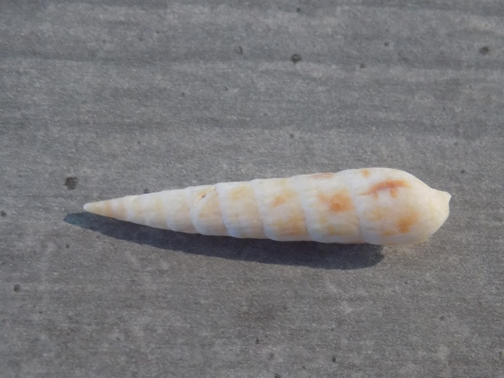 TEREBRIDAE HASTULA LEPIDA