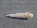 TEREBRIDAE HASTULA LEPIDA