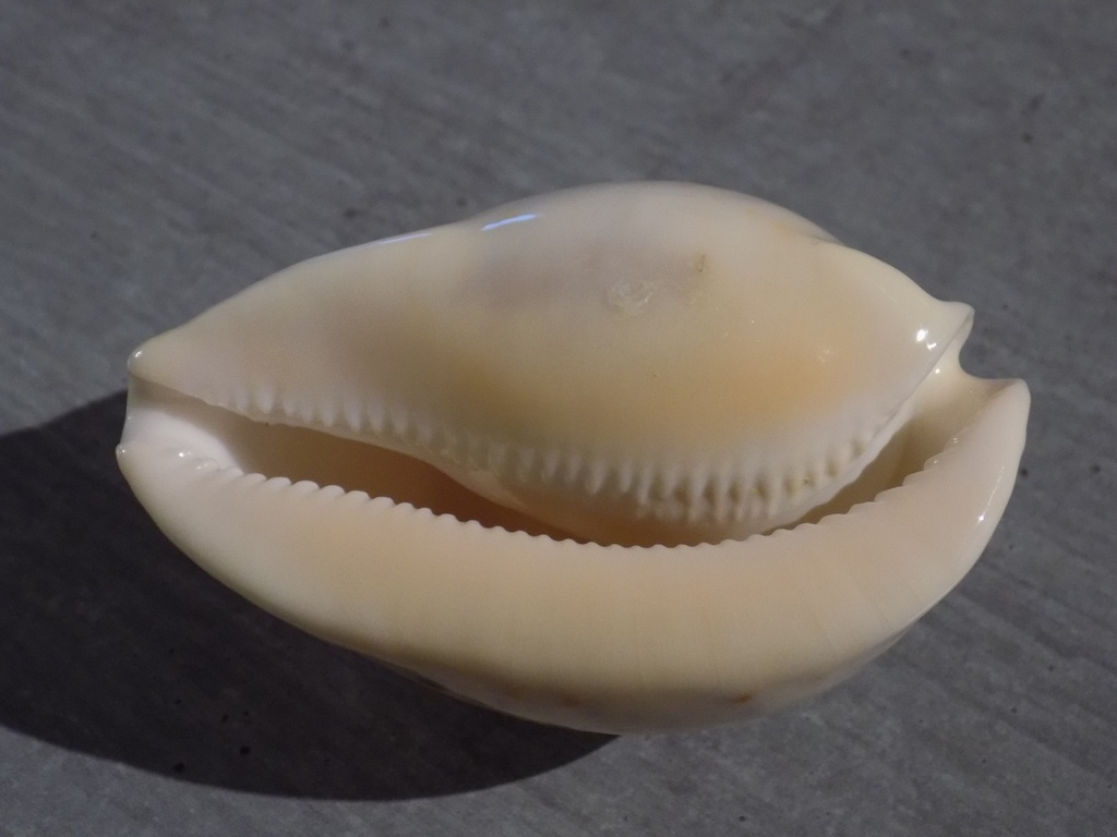 CYPRAEA UMBILIA ARMENIACA