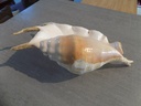 STROMBIDAE LAMBIS TRUNCATA SEBAE
