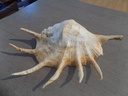 STROMBIDAE LAMBIS TRUNCATA SEBAE