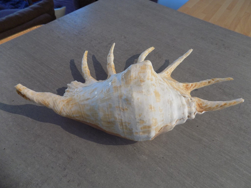 STROMBIDAE LAMBIS TRUNCATA SEBAE