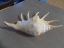 STROMBIDAE LAMBIS TRUNCATA SEBAE