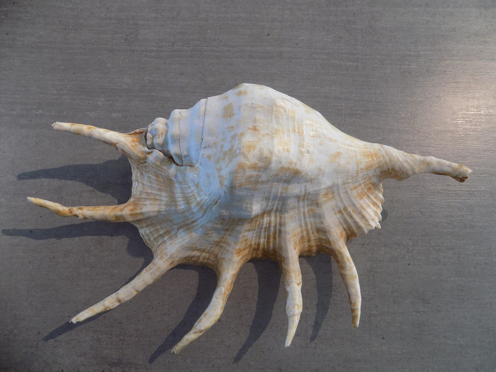 STROMBIDAE LAMBIS TRUNCATA SEBAE