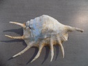 STROMBIDAE LAMBIS TRUNCATA SEBAE