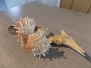 MALLEIDAE MALLEUS ALBUS + 3 SPONDYLUS extra